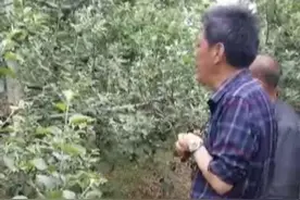 苹果腐烂病，树不用刮皮，使用溃腐灵的用药方案及方法视频封面
