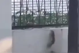 成群黄鼠狼现身东北闹市街头 路过市民吓坏拍下离奇现场视频封面