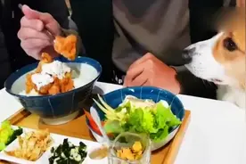 看着主人吃肉肉，狗狗馋坏了，最后却给狗子菜吃，可把这货气坏了视频封面