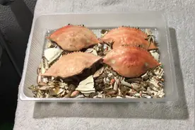 自制有机肥，虾壳蟹壳鸡蛋壳都可以制作，养花种菜都好用视频封面