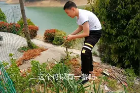 外地媳妇把豌豆当做荷兰豆，炒了一大盆，根本不能吃。视频封面