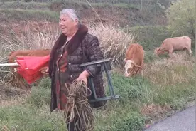 农村60岁老人养了10头老黄牛，1年能赚多少钱？听听大妈怎么说视频封面