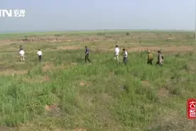 蝗虫铺天盖地，不喷化学农药，诱蝗入翁，生物防治，成功治理蝗灾视频封面