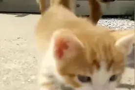 这些大狗狗和小猫咪和睦相处，好可爱的萌宠！视频封面