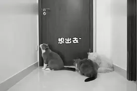 一听到洗澡，猫咪全缩在门边，这么大只猫竟然吓得发出小鸟叫视频封面