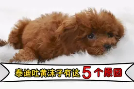铲屎官注意：泰迪犬吐黄沫子，有这5个原因
