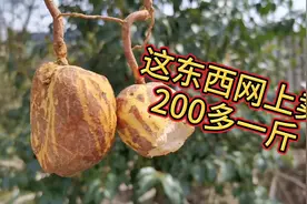 长得像土豆，农村把它牛草，网上卖200多一斤，是调理胃疼的好药视频封面