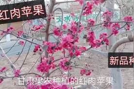 甘肃果农种植红肉苹果，培育出红色苹果树花，科技务农视频封面