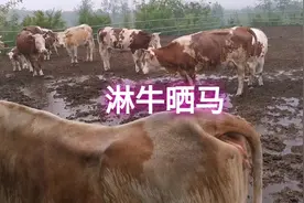 老话讲淋牛晒马有没有科学依据，没到下雨这个牛舍的缺陷就会显现