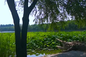 《情人的眼泪》答应我不要让自己的爱人哭好吗视频封面