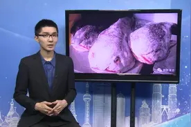 世界上最丑最忧伤的鱼，你知道么？视频封面