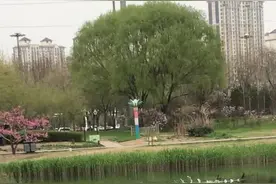 水里的鸭子成双对，我在岸上嘿嘿嘿。图片