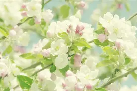 百花香(金华首府倩倩广场舞)视频封面