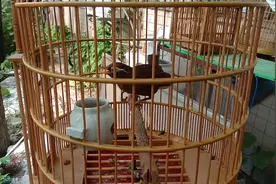 画眉鸟、吱吱、嘎嘎、的叫，变声了，看到它让我心好疼！视频封面