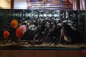 鱼缸造景，普通木头，1天变“沉木”，妙招分享视频封面