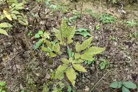 什么药材比人参三七还值钱，野生竹节参稀少，生长周期长没人种植视频封面
