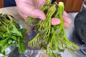 东北特色山野菜“刺嫩芽”，配鸡蛋炒着吃，营养丰富，鲜香味美视频封面