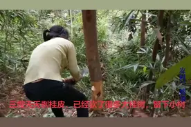 看看被剥了皮并砍了的桂树是怎样长出新苗的，朋友们就放心了吧视频封面