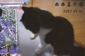 猫咪对铃铛的热爱可能是天生的