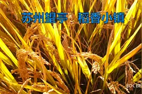典型江南，稻香小镇：苏州望亭果真如此，名不虚传！视频封面
