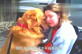 刺猬投进猫咪的怀抱，争前恐后都想要喝奶，这是认错妈了吗视频封面