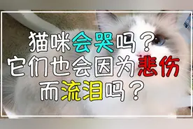 猫咪会哭吗？它们也会因为悲伤而流泪吗？视频封面