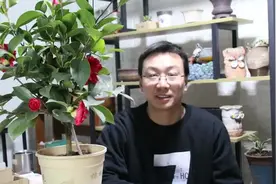 茶花浇水加点它，开花多开几十朵，但是要注意这2点，不能做错视频封面