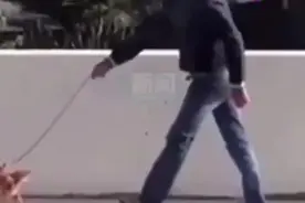 西班牙居民为出门租狗来溜，有的狗狗一天被遛38次，累的当街瘫倒视频封面