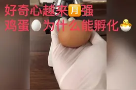 鸡蛋🥚为什么能孵化出小鸡🐤视频封面
