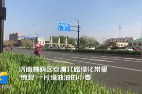 神奇！济南一处绿化带竟长出绿油油的小麦，网友：以后可以种大葱视频封面