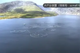 挪威最顶尖的三文鱼网箱养殖技术视频封面
