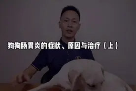 10个狗子9个得过肠胃炎！狗狗得了肠胃炎咋办呢？视频封面