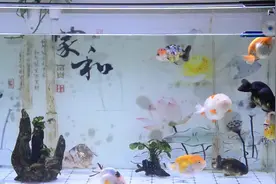 金鱼产卵后导致水质坏掉，千万别盲目换水，正确处理应该这么做视频封面