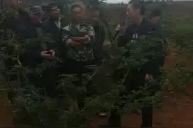 移栽花椒成活率不高、长势不旺盛的原因是什么？视频封面