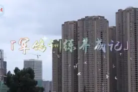 独家放送！军鸽鸽的飞行训练日常图片