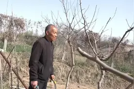 西梅是一种珍稀水果，2020年西梅的种植前景如何?视频封面