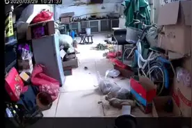 监控拍下，一只老鼠被粘鼠板粘住，其他老鼠会怎样呢视频封面