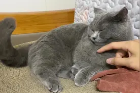 欺负一只超乖的猫咪是什么体验？抓胸口挠下巴篇