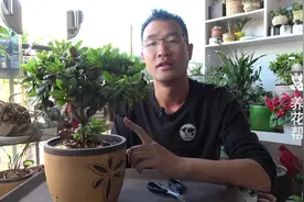 杜鹃黄叶、枯叶是什么原因？教你3个方法，有效应对杜鹃黄叶！