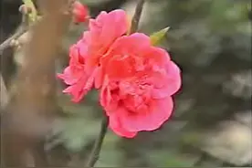 壮族山歌百色龙川壮族情歌（三）视频封面
