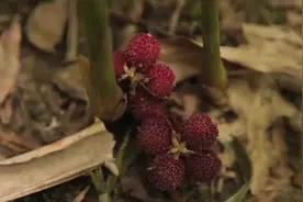 砂仁果实又香又甜但种植不易需要人工授粉，完全成熟采收药效更好视频封面