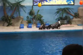 泉城海洋极地世界4——海豹表演视频封面