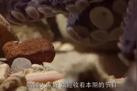 章鱼这么柔软，放入粉碎机中会怎样？网友-什么仇什么怨