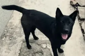 黑土狗带白胸，老人做法太残忍，土狗中争议的品相
