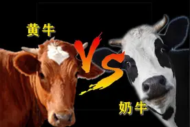 以为奶牛和黄牛都是牛？妹子的解说刷新了我的认识！区别真大视频封面