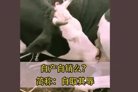 搞笑：奶牛，所谓“自产自销”就是自己的奶自己喝！视频封面