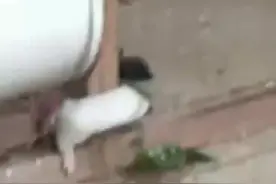 难得一见的白色黄鼠狼偷鸡图片
