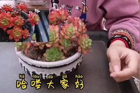 火焰一样的蒂亚老桩上盆过程。木子的多肉植物盆栽教程视频封面