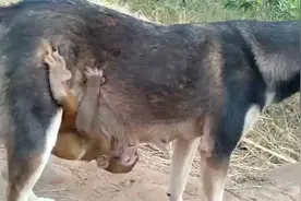 狗妈妈把小猴子当自己的孩子，喂它奶喝，真逗视频封面