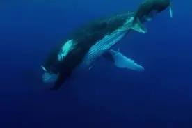 蛟龙出海：深潜第一季视频封面